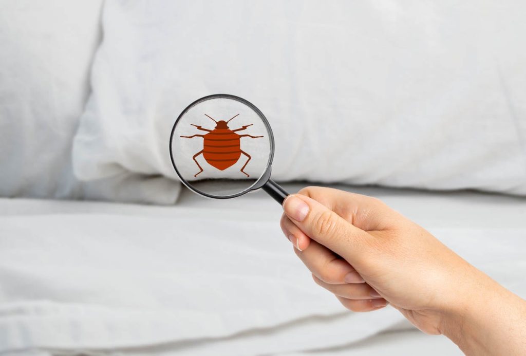 what-does-bed-bugs-look-like-bedbugs