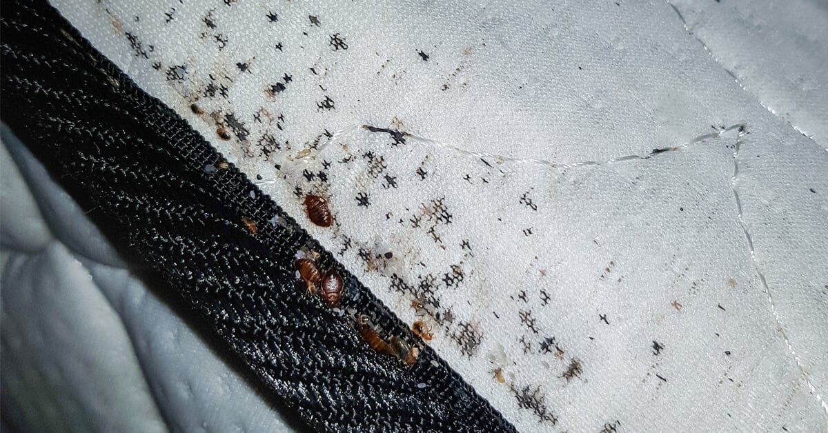 DO YOU HAVE A BED BUGS PROBLEM?