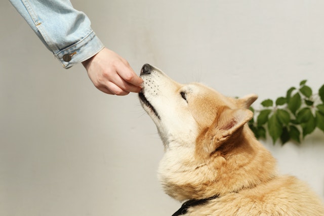 Dog Feeding Guide: How Much Should I Feed My Dog?