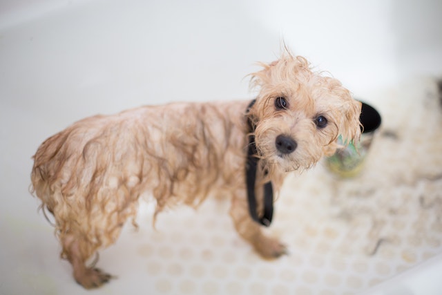 Puppy Bathing Guide: Tips for a Clean and Happy Pup