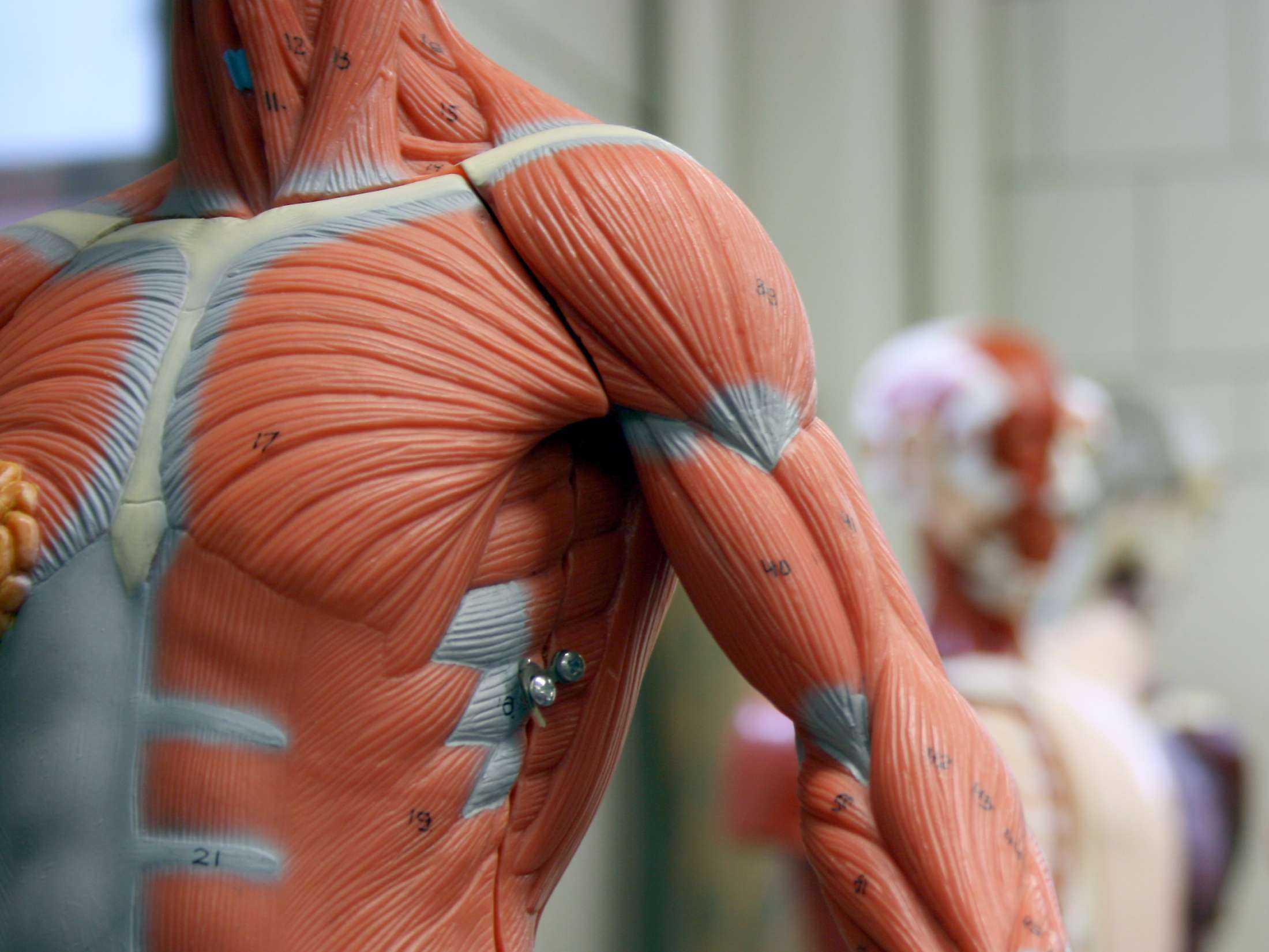 11 functions of the muscular system: Diagrams, facts, and structure